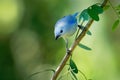 Blue-grey Tanager - Tangara episcopus medium-sized South American songbird of the tanager family, Thraupidae Royalty Free Stock Photo