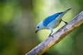 Blue-grey Tanager - Tangara episcopus medium-sized South American songbird of the tanager family, Thraupidae Royalty Free Stock Photo