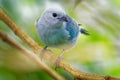Blue-grey Tanager - Tangara episcopus medium-sized South American songbird of the tanager family, Thraupidae Royalty Free Stock Photo
