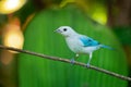 Blue-grey Tanager - Tangara episcopus medium-sized South American songbird of the tanager family, Thraupidae, range is from Mexico Royalty Free Stock Photo