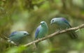 Blue-Grey Tanagers