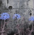 Blue grey Zinnia flowers against rusty scratched vintage black and white old grunge wall background.