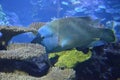 Blue Groper in Berlin aquarium, Germany Royalty Free Stock Photo
