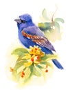 Blue Grosbeak Bird on the branch with flowers Watercolor Fall Illustration Hand Painted Royalty Free Stock Photo