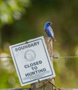 Blue grosbeak bird male - Passerina caerulea - perched on Barbed wire wooden fence post with no hunting sign Royalty Free Stock Photo