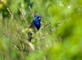 Blue Grosbeak in Habitat Royalty Free Stock Photo