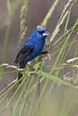 Blue Grosbeak in Habitat