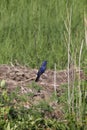 Blue Grosbeak Passerina caerulea