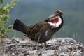 Blue Grouse 01 Royalty Free Stock Photo