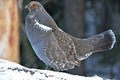 Blue Grouse Royalty Free Stock Photo