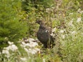 Blue Grouse Royalty Free Stock Photo