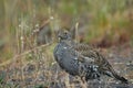 Blue Grouse Royalty Free Stock Photo