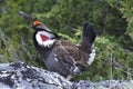 Blue Grouse 28 Royalty Free Stock Photo