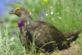 Blue grouse (Dendragapus obscurus) Royalty Free Stock Photo