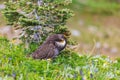 Blue Grouse Royalty Free Stock Photo