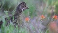 Blue Grouse Hen in a Field with Beautiful Flowers Royalty Free Stock Photo