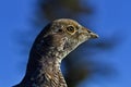 Blue grouse portrait Royalty Free Stock Photo