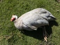 Blue Guinea fowl died outside in a lawn