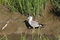 Blue gulls over a narrow channel in Ugra.