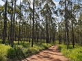 Blue gum forest, Limpopo Province, South Africa Royalty Free Stock Photo