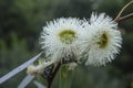 Blue gum white flowers Royalty Free Stock Photo