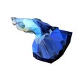 Blue guppy fish in lowpoly