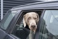 Blue-haired short-haired dog looks out of car window. Close up view of lonely weimaraner breed patiently waiting for his Royalty Free Stock Photo