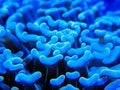 Blue hammer coral euphyllia