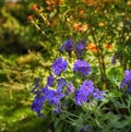 Blue hardy geranium flowers in a park. Bush of indigo geraniums blooming in a botanical garden or backyard in spring Royalty Free Stock Photo