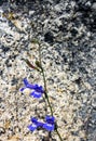 Blue Harebell, Yosemite National Park Royalty Free Stock Photo