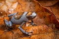 Blue Harlequin poison dart frog, Oophaga histrionica Royalty Free Stock Photo