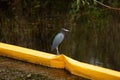 Blue Haron on an Oil Barrier