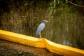 Blue Haron on an Oil Barrier