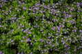 Blue Hawaii, Brazillian Snapdragon, Amazon Blue Otacanthus caeruleus Lindl.