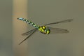 A blue hawker dragonfly in flight on a sunny day in summer Royalty Free Stock Photo