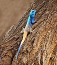 Blue Head Agama lizard Royalty Free Stock Photo