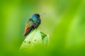 Blue head hummingbird. Golden-tailed Sapphire, Chrysuronia oenone, Sumaco Napo-Galeras National Park in Ecuador. Green blue head Royalty Free Stock Photo