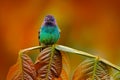 Blue head hummingbird. Golden-tailed Sapphire, Chrysuronia oenone, Sumaco Napo-Galeras National Park in Ecuador. Green blue head Royalty Free Stock Photo