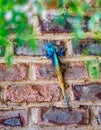 Blue head lizard Royalty Free Stock Photo