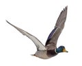 Blue head mallard duck on white in flight Royalty Free Stock Photo