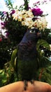 BLUE HEAD PARROT WITH FLOWERS