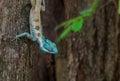 Blue head tree lizard Royalty Free Stock Photo