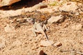 Blue-headed agama - female Royalty Free Stock Photo