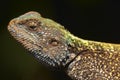 A blue headed agama lizard