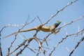 Blue headed Agama Lizard Royalty Free Stock Photo