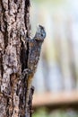 Blue Headed Agama Lizard Royalty Free Stock Photo