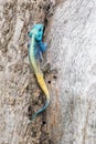 Blue headed agama lizard sitting on side of a tree baking in the Royalty Free Stock Photo
