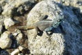 Blue-headed agama lizard Royalty Free Stock Photo