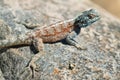 Blue-headed agama lizard Royalty Free Stock Photo