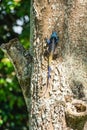 Blue Headed Agama Lizard in Uganda Royalty Free Stock Photo